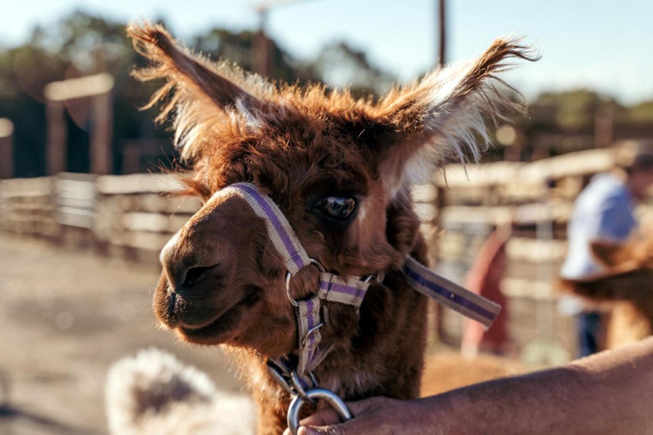 Hunter Valley Resort, Hunter Farm Adventure Centre & 4 Pines At The Farm Pokolbin Bagian luar foto